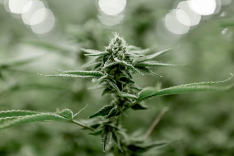 Close-up of a plant in focus with a blurred green background