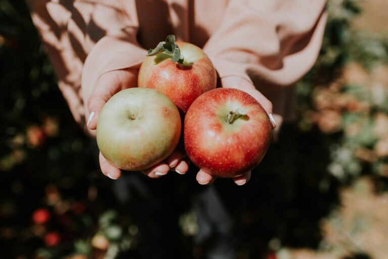 Hands holding three ripe apples in an orchard