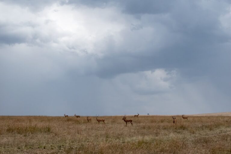 Deer grazing in an open field under a cloudy, stormy sky