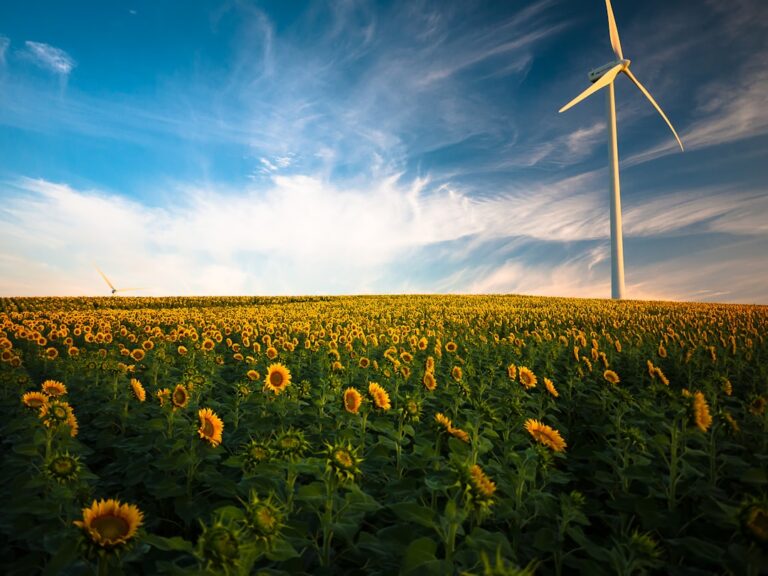 Field of sunflowers with wind turbines under a blue sky, symbolizing sustainable energy