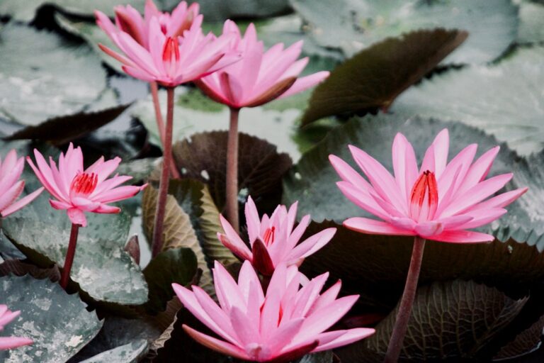 Close-up photo of vibrant pink water lilies in bloom surrounded by green leaves