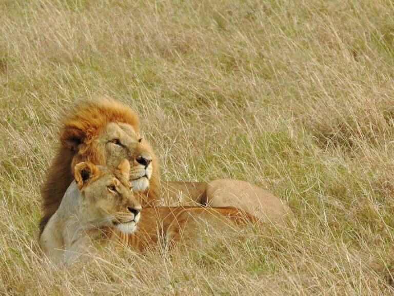 Lion and lioness resting in tall grass