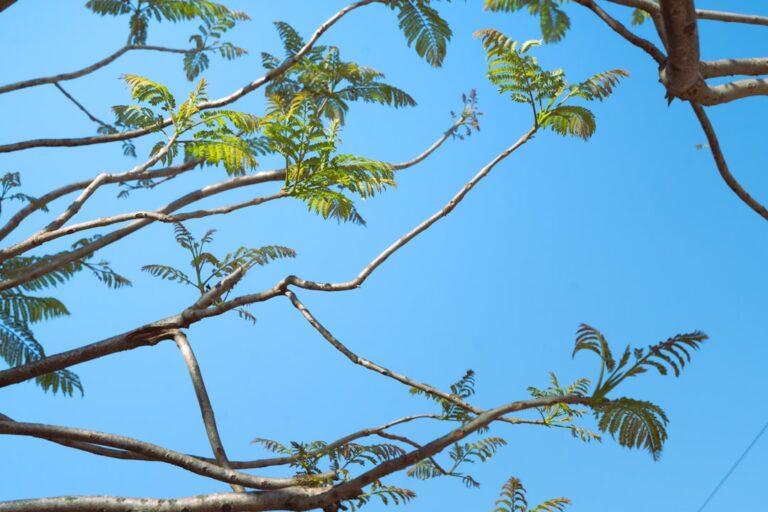 Branches with fresh green leaves against a clear blue sky