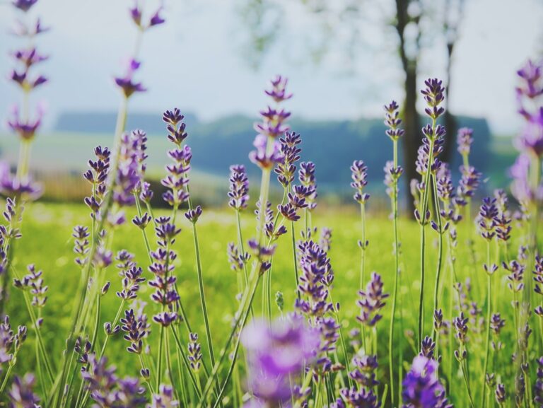 Close-up view of a lavender field in full bloom with a soft focus background.