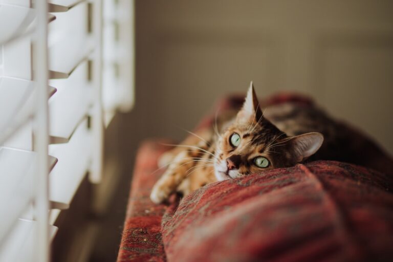 A relaxed cat enjoying a lazy day on a couch by the window