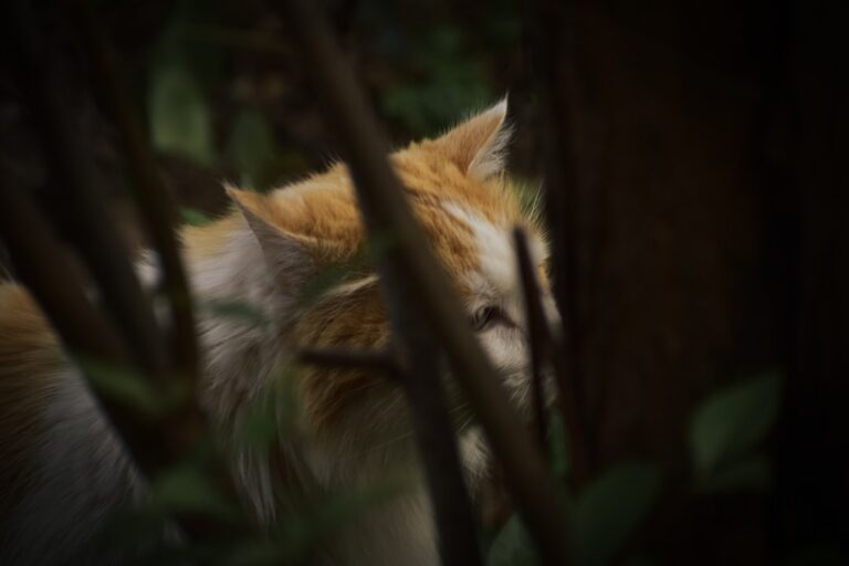 A ginger and white cat hiding among tree branches and leaves in a dark forest.