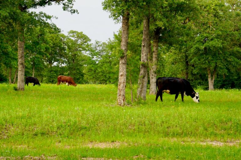 Cows grazing peacefully in a lush green field surrounded by trees in Texas