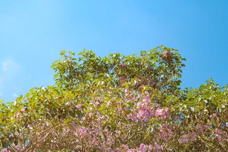 Blooming tree under a clear blue sky, symbolizing sunny summer weather.