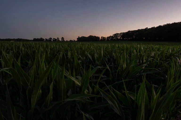 Sunset sky over a lush green corn field with trees in the distance