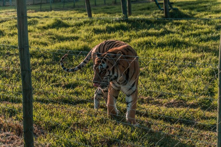 A tiger walking inside a fenced enclosure at a zoo during the golden hour, with green grass and sunlight casting warm tones on the scene.