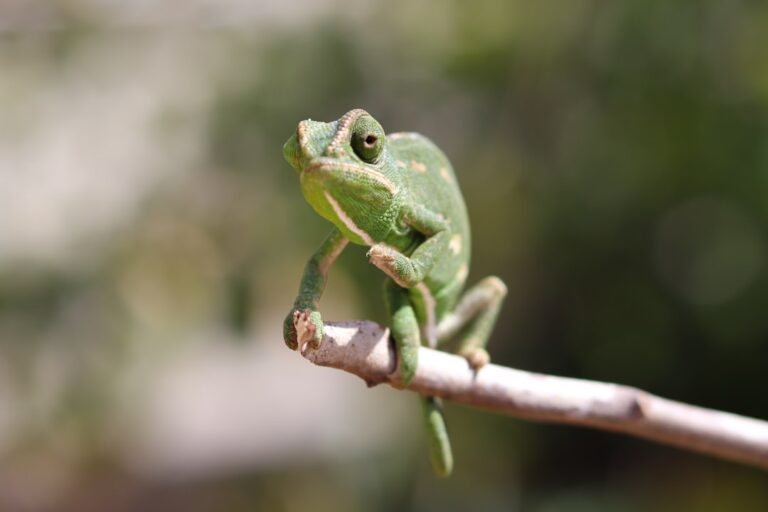 Close-up image of a green chameleon perched on a branch