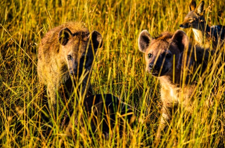 Hyenas standing alert in the tall grass of an African savannah