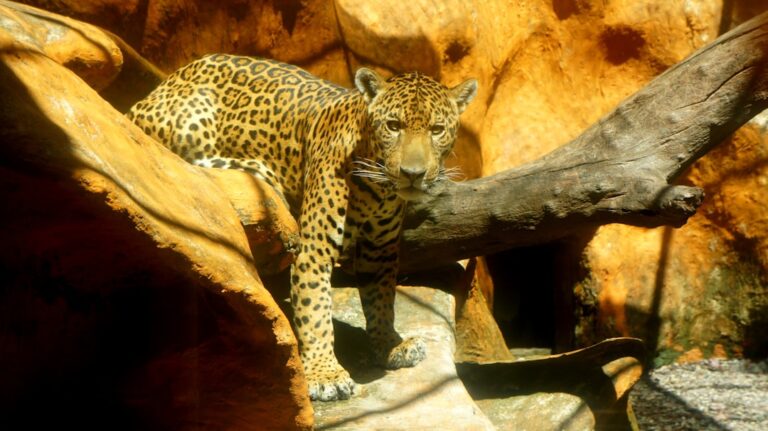 Jaguar resting on a rock amidst an orange-brown natural habitat with trees and branches