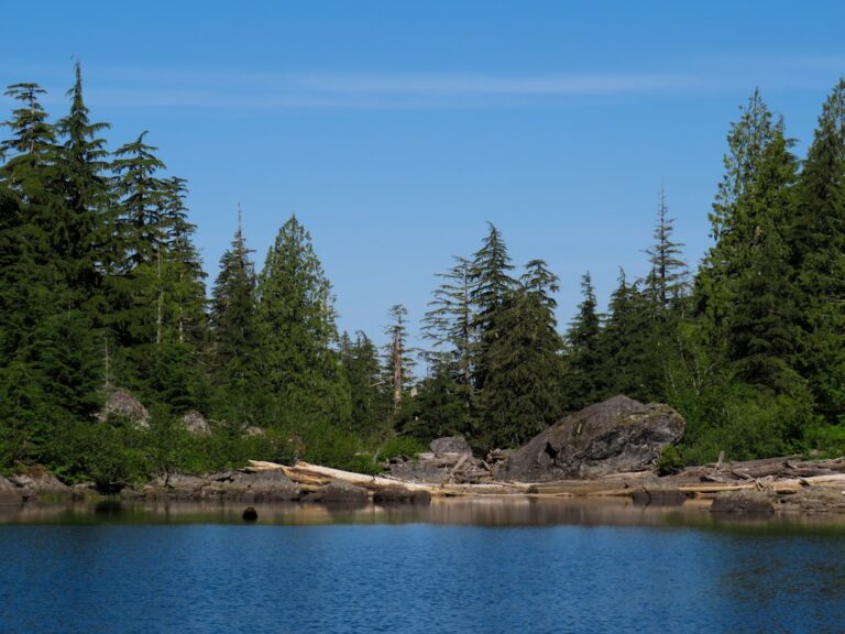 Peaceful lakeside view with clear blue water and evergreen trees in the background on a sunny day.