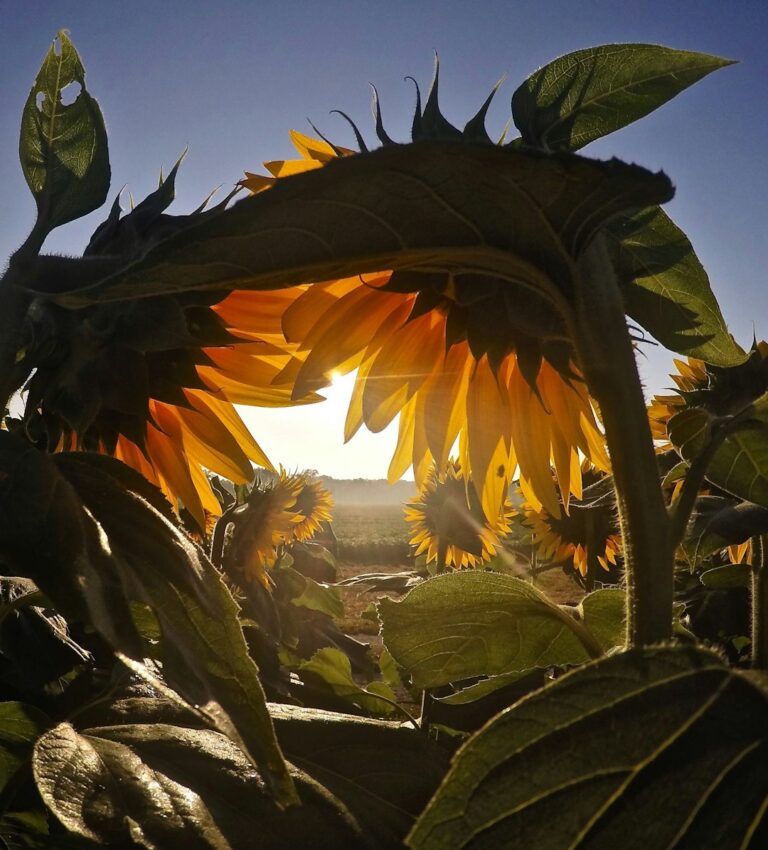 Sunflowers basking in the morning sun with a clear sky in the background