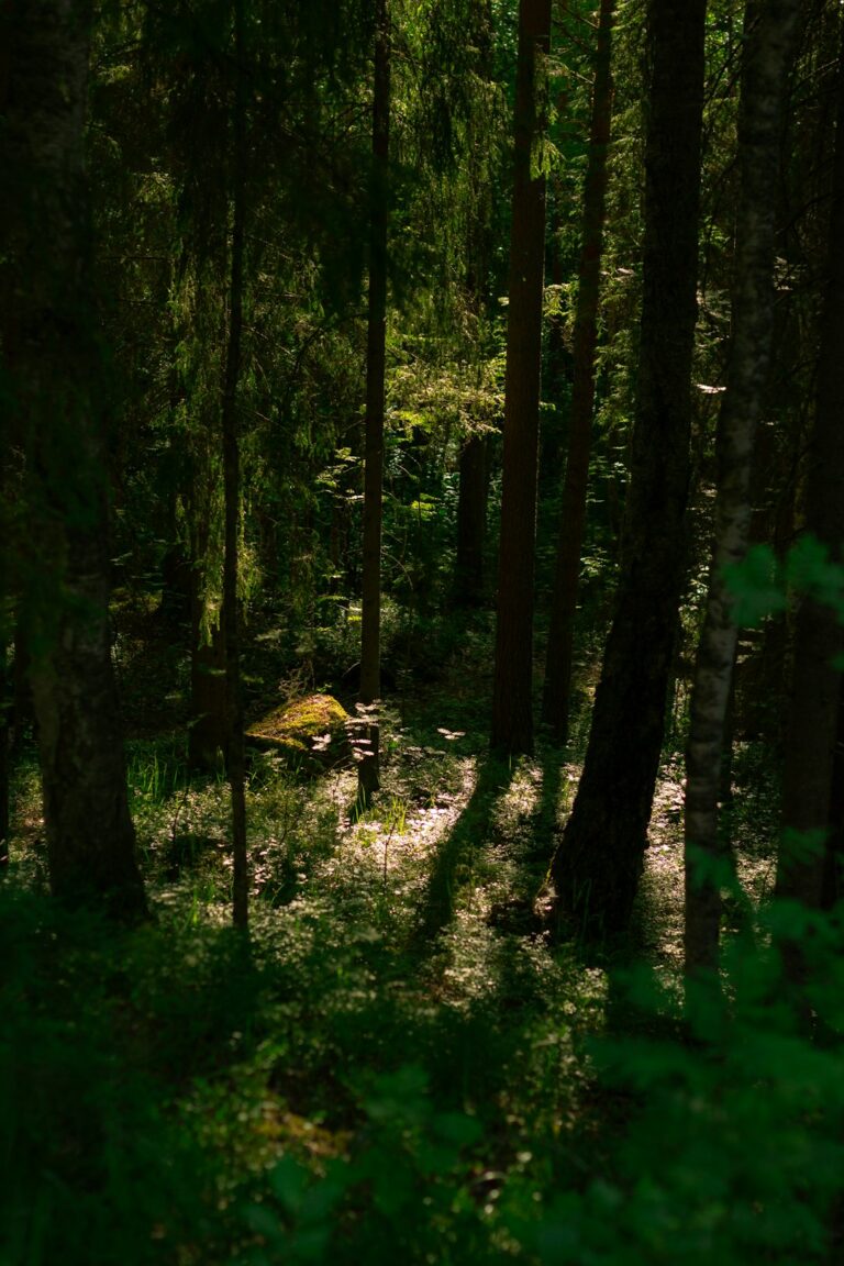 Sunlight streaming through dense forest woods, casting shadows on the ground.