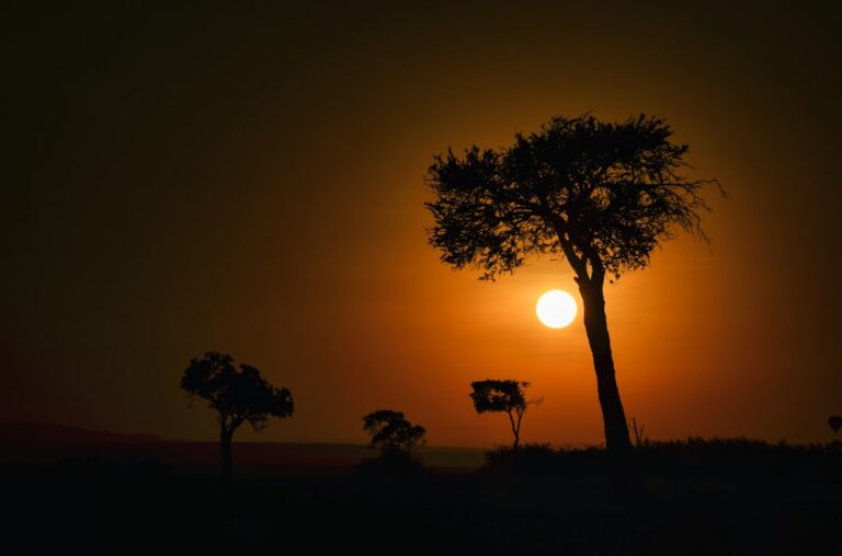 Sunset behind silhouetted trees on a vast landscape