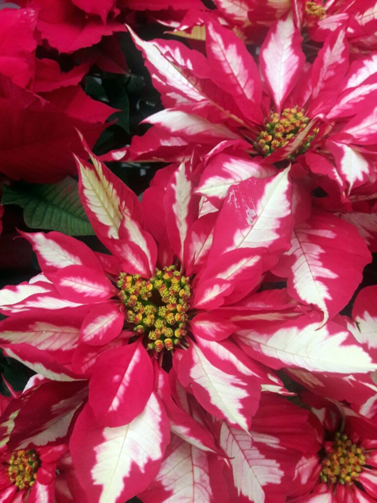 Close-up image of vibrant red and white poinsettia flowers with detailed petals.