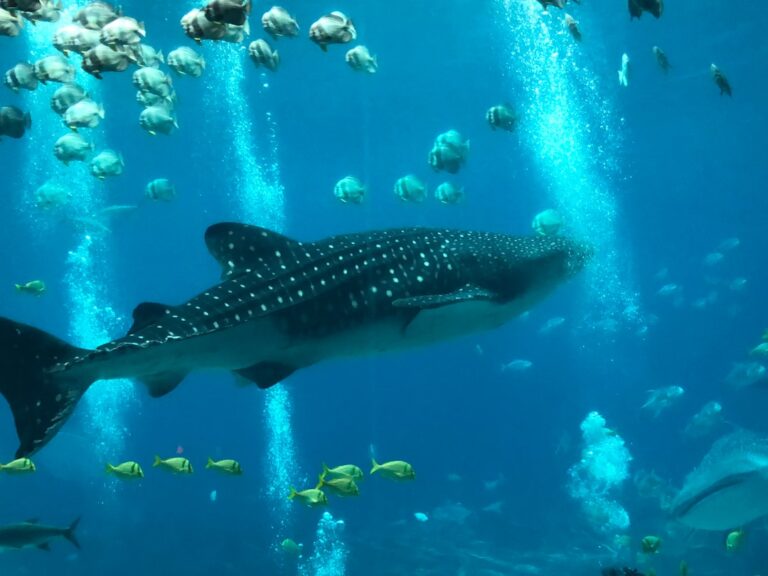 A large whale shark swimming surrounded by various smaller fish in an aquarium, with bubbles rising in the background.