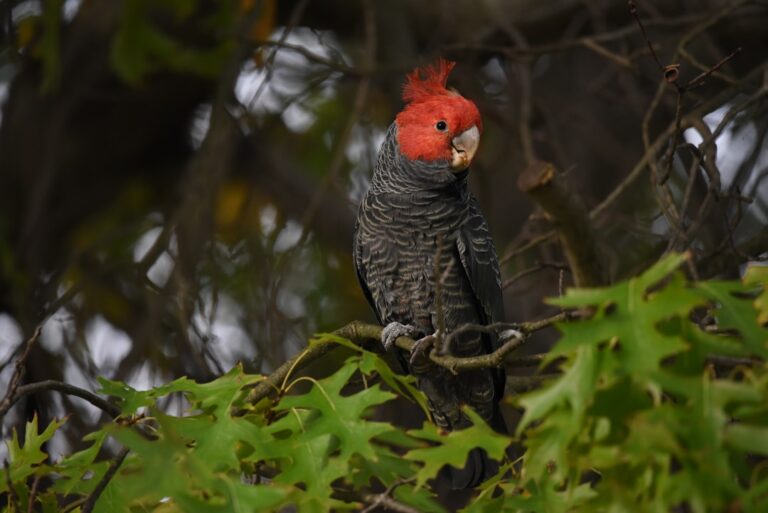 Black Cockatoo perched on a tree branch with green foliage