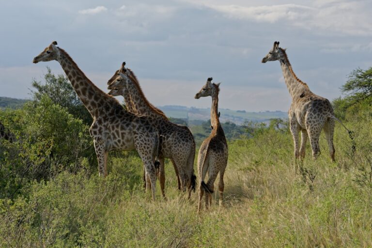 Five giraffes standing in the African savannah, gazing towards the horizon with green bushes and a scenic landscape in the background.