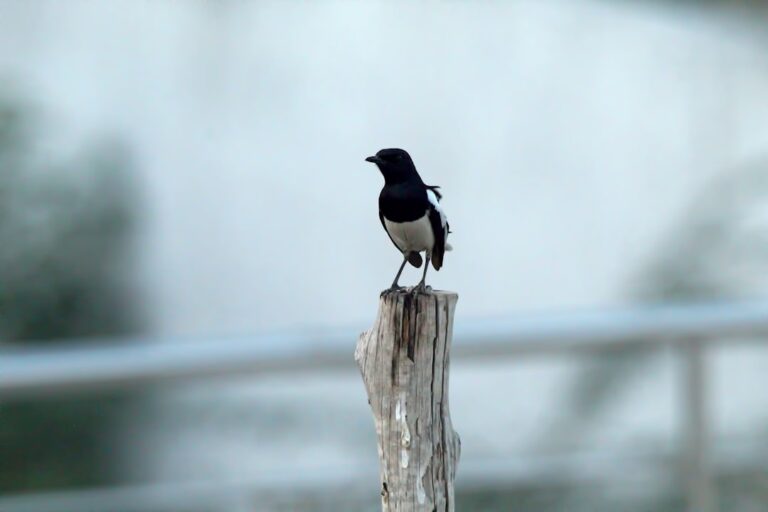 Black and white bird perched on a wooden post