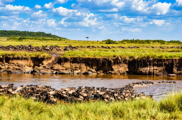 A large herd of wildebeest crossing a river during their migration in the savannah.